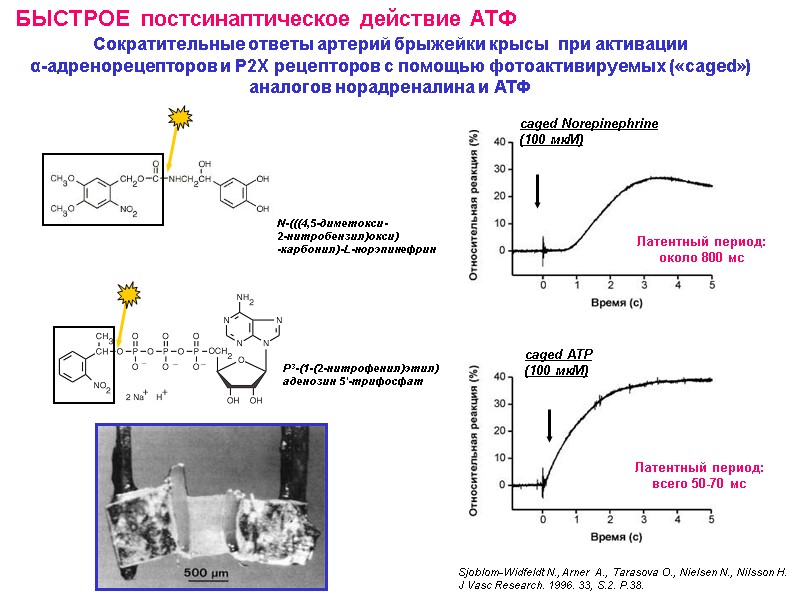 Сократительные ответы артерий брыжейки крысы при активации α-адренорецепторов и Р2Х рецепторов с Сократительные ответы артерий брыжейки крысы при активации α-адренорецепторов и Р2Х рецепторов с